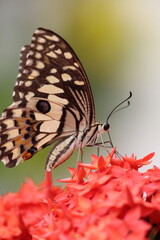 A beautiful monarch butterfly with orange and black wings rests on a colorful summer flower in a garden in Luang Prabang, Laos