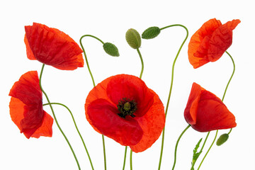 Czerwone maki na białym izolowanym tle.  © Elżbieta Kaps