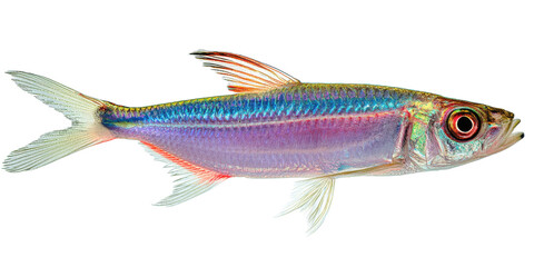 Obraz premium Vibrant Rainbowfish A Stunning Aquatic Creature