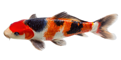 Vibrant Koi Fish A Stunning Display of Color and Grace