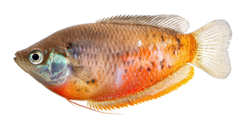 Stunning Orange Dwarf Gourami Fish A Detailed Profile and Care Guide