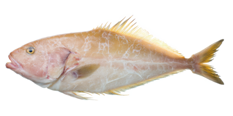 Close-up View of a Pale Yellow Fish, Isolated on White Background