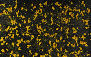 Texture on a black background with natural yellow flowers in the foreground