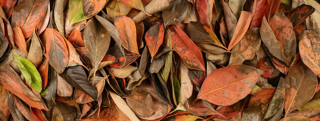 Texture background of natural leaves in vibrant colors on the spring ground