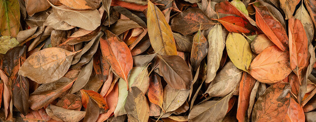 Texture background of natural leaves in vibrant colors on the spring ground