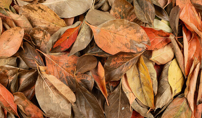 Texture background of natural leaves in vibrant colors on the spring ground