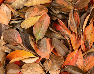 Texture background of natural leaves in vibrant colors on the spring ground