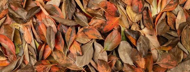 Texture background of natural leaves in vibrant colors on the spring ground