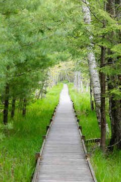 Fototapeta Jessup path in Acadia National Park, with wooden path, in forest.