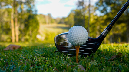 Golf clubs and golf balls on a green lawn in a beautiful golf course with morning sunshine.