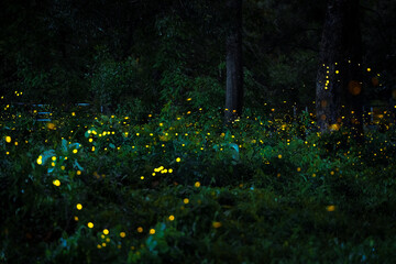 Firefly flying in the forest. Fireflies in the bush at night in Prachinburi Thailand. Long exposure...