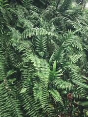 Beautiful of green tropical leaves plant background or texture