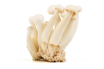 White Shimeji Mushrooms, Isolated on White Background
