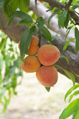 Fresh Ripe Peach fruits on a tree branch with leaves closeup, A bunch of ripe Peaches on a branch,...