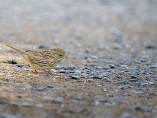 地面を歩くアオジ