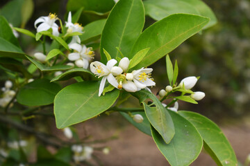 Fototapeta premium Blossoming orange tree flowers, orange blossoms, Spring harvest, closeup of Orange tree branches with flowers and leaves, buds and leaves, white little flower closeup, Chakwal, Punjab, Pakistan