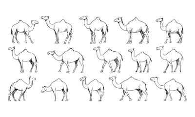 Vector icon set of camels in various walking and standing poses in a clean outline style