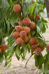 Fresh Ripe Peach fruits on a tree branch with leaves closeup, A bunch of ripe Peaches on a branch, Ripe delicious fruit peaches on the tree, Ripe sweet peach fruits grow on a peach tree branch