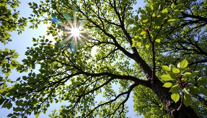 a close up of a tree with numerous green leaves against a bright blue sky. sunlight is filtering through the branches, creating dappled light patterns on the leaves and the ground below