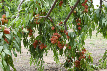 Fresh Ripe Peach fruits on a tree branch with leaves closeup, A bunch of ripe Peaches on a branch,...