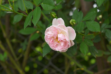 Rosa great maiden's blush pink flower, Spring Flowering Soft Pink Flower Heads on an Old English Rose (Rosa 'Great Maiden's Blush) with leaves, Pink double Alba rose Maiden's Blush flowers in a garden