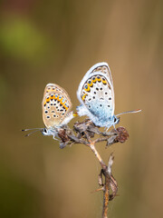 Silver-studded Blue Butterflies Mating. Side View.
