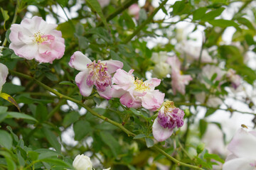 Rosa great maiden's blush pink flower, Spring Flowering Soft Pink Flower Heads on an Old English Rose (Rosa 'Great Maiden's Blush) with leaves, Pink double Alba rose Maiden's Blush flowers in a garden