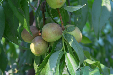 Fresh young unripe nectarine fruits on a tree branch with leaves closeup, A bunch of unripe...