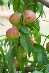 Fresh young unripe nectarine fruits on a tree branch with leaves closeup, A bunch of unripe nectarine on a branch, beautiful delicious fruit nectarine on the tree, nectarine fruits growing on a tree