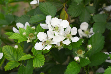 Blackberry flowers blooming in the garden, Beautiful in spring bloom garden. Blackberry bush with white flowers, Blossoming blackberry bush and bee, sunny spring day, Chakwal, Punjab, Pakistan