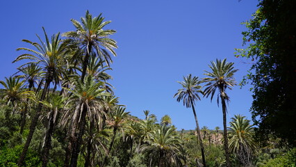 Tropical Vegetation and Palm Trees in Aqsseri Agadir, Moroccan Highlands	