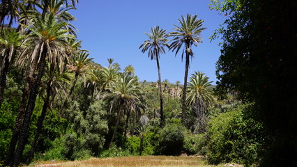 Naklejka premium Tropical Vegetation and Palm Trees in Aqsseri Agadir, Moroccan Highlands 