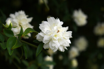 Rosa great maiden's blush white flower, Spring Flowering white Flower Heads on an Old English Rose (Rosa 'Great Maiden's Blush) with leaves, white double Alba rose Maiden's Blush flowers in a garden