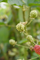 Natural food - fresh unripe blackberries in a garden. Bunch of unripe blackberry fruit, Rubus fruticosus - on branch with green leaves on a farm. Closeup, blurred background. Chakwal, Punjab, Pakistan