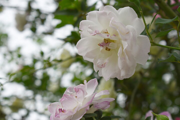 Rosa great maiden's blush white flower, Spring Flowering white Flower Heads on an Old English Rose (Rosa 'Great Maiden's Blush) with leaves, white double Alba rose Maiden's Blush flowers in a garden