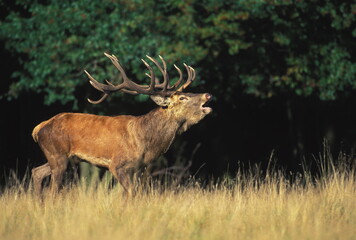 CERF D'EUROPE/CERFUS ELAPHUS