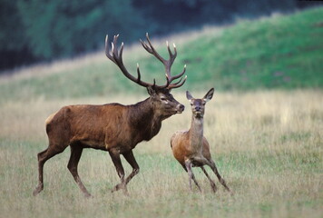 Obraz premium Cerf