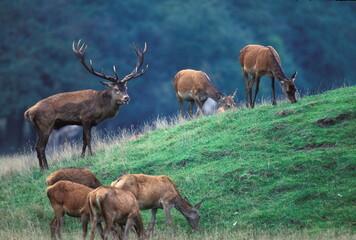 Cerf
