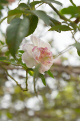 Rosa great maiden's blush white flower, Spring Flowering white Flower Heads on an Old English Rose...