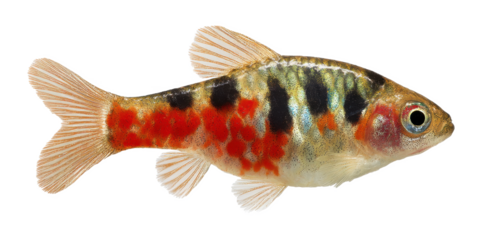 Vibrant Harlequin Rasbora Fish Colorful Freshwater Aquarium Species