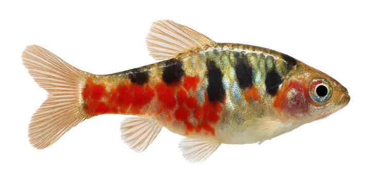 Vibrant Harlequin Rasbora Fish Colorful Freshwater Aquarium Species