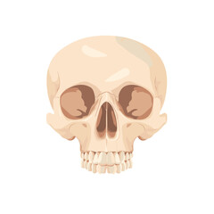 Front View Beige Skull Illustration on White Background Detailed Bony Structure