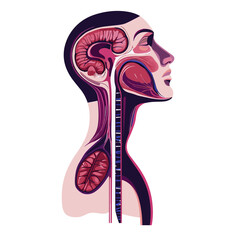 Human Head and Neck Anatomy Illustration Showing Brain Nasal Cavity and Upper Respiratory Tract in Sagittal Section With Lymph Node and Spinal Cord