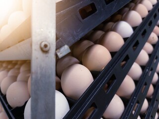 The hatching eggs on the rack eggs trolly before  incubation process in hatchery industry.