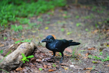 crow in nature, crow in nature on forest floor, crow in nature with natural background