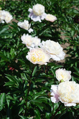 Beautiful peony flowers blooming in a garden on a sunny day