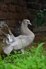 Two distinct pigeons, one light grey and one dark, stand side-by-side on a grassy patch against a rustic brick wall, both featuring feathered feet.