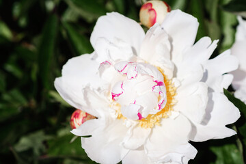 Obraz premium White peony with pink accents and green leaves in spring garden