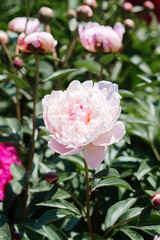 Beautiful peony blooms in a vibrant flower garden during daylight