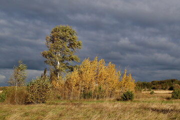 Fototapeta premium autumn landscape with trees